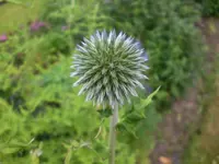 Garten Juli8 034.webp