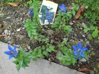Garten Juli8 038.webp