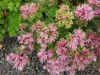 Garten Juli8 039.webp