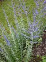 Garten Juli8 040.webp