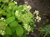 Garten Juli8 030.webp