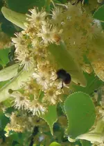 2009-06-20Lindenhummel.webp