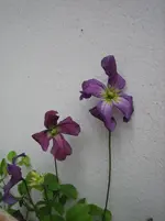 IMG_0190.webp