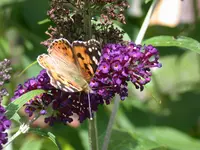 DSCN7421.webp