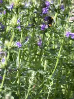 DSCN7403.webp