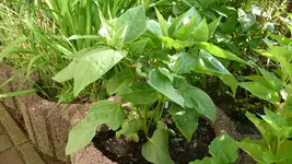 K800_P1020575.webp