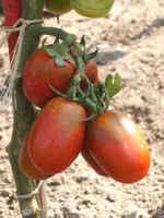 Garten 004.webp