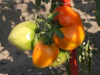 Garten 005.webp