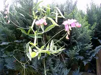 PDR_0006.webp