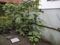 Garten160709 001 (3).webp