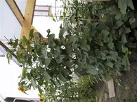 Garten160709 001 (6).webp