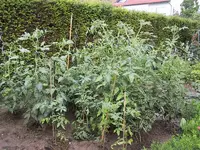 Garten160709 001 (7).webp