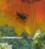 Fliege-2.webp
