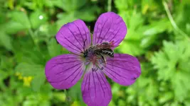 a063.webp