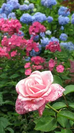 b009 (2).webp
