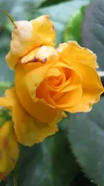 b010.webp
