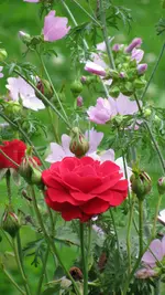 b013 (2).webp