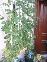 P1020719 (Small).webp