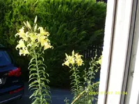 SL270384.webp