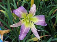 lovley light1_1067x800.webp