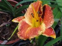 refingers fire4_1067x800.webp