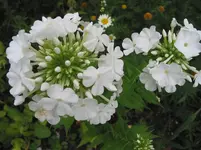 006.webp