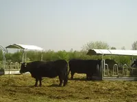 PIC00554.webp