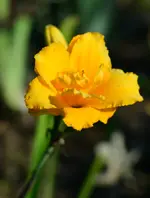 12cellavirginica.webp