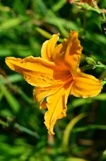 12orangerspider.webp