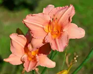 12vonsabine.webp