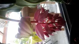 20150804_184011[1].webp