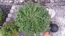 1438711949913.webp