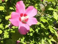 Bilda035.webp