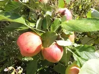 Bilda017.webp