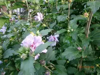 P8041010.webp