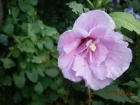P8041012.webp