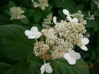 P8041011.webp