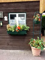 2015-08-01 Begonien-Schmuck den ganzen Sommer.webp