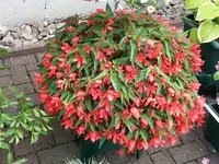 2015-08-01 Begonienzauber.webp