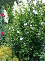 2015-08-01 Hellblauer Hibiskus, Yucca.webp