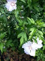 2015-08-01 Hibiskus.webp