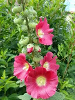 2015-08-01 Stockrose hellrot.webp