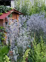 2015-08-01 Umschwärmteste Blüten.webp