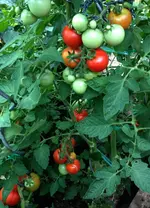 Haubners.webp