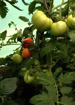 Heinz.webp