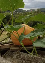Pink Banana Giant 2.webp