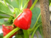 DSCN9727.webp