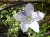 P1480930.webp