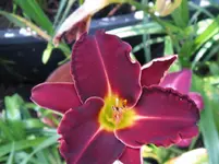 dnk. rot1_1067x800.webp