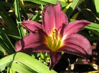 super purple2_1067x800.webp
